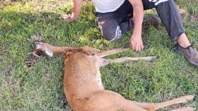 Ormanda bulunan yaralı karaca tedaviye alındı