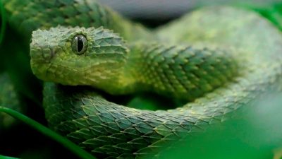 Avustralya'da bir oyuncak trenin tünel