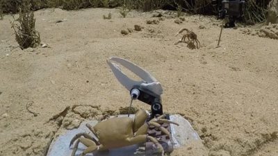 Robotlar ve canlılar ortasında savaş başladı: Robot yengeç modüllere ayrıldı