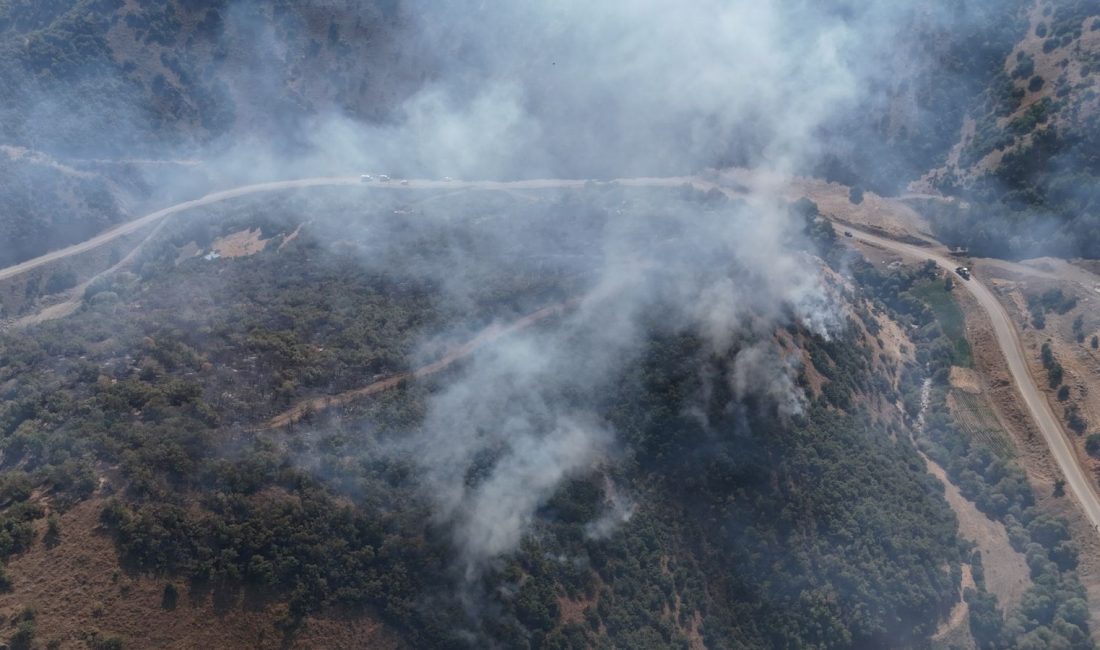 Hakkari'nin Şemdinli ilçesinde ağaçlık