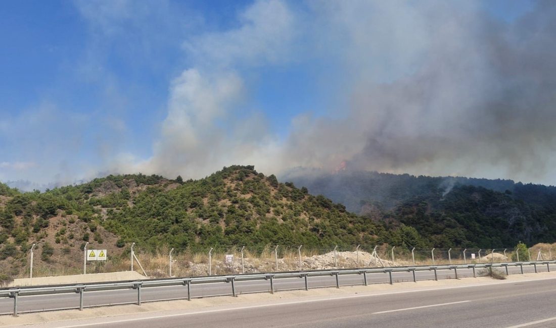 Tokat'ın Erbaa ilçesinde, ormanlık