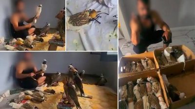 Toplumsal medyada gündem olmuşlardı: Kuş çetesine Silivri’de baskın!