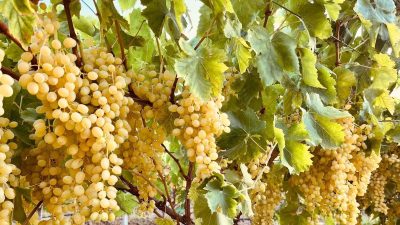 Ünü dünyaya yayılan lezzet: Sofralara ulaşıyor