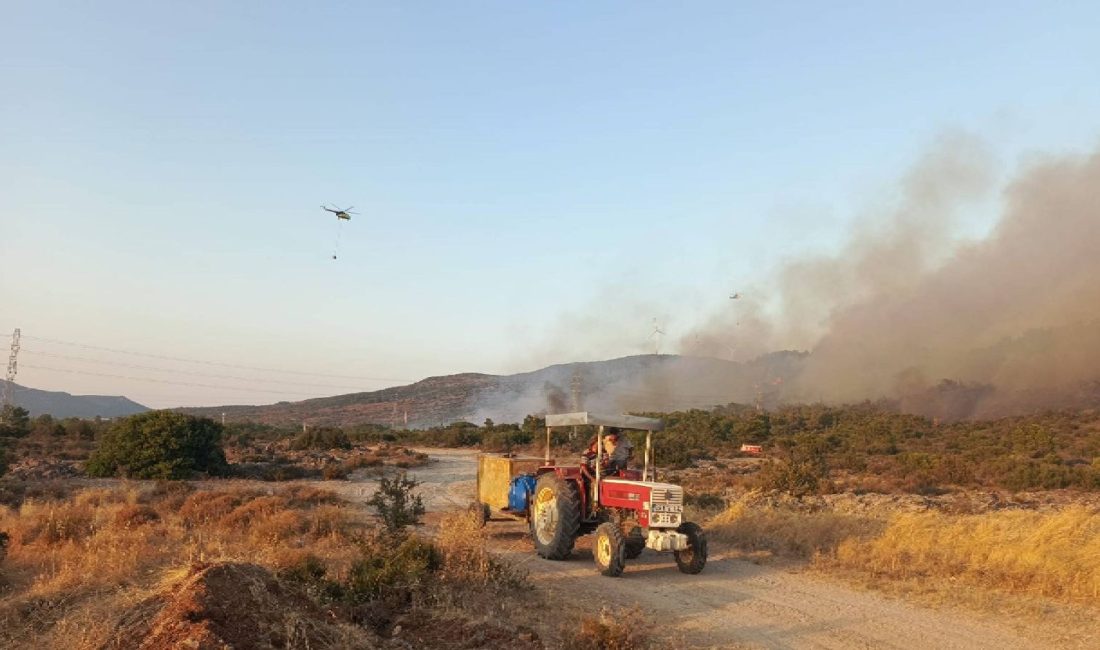 İzmir Urla'da ilçesinde tarım