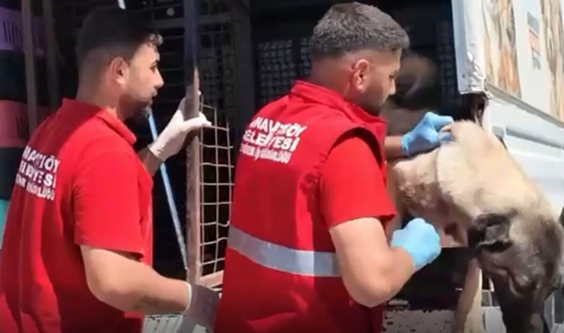 İstanbul Valiliği'nin sokak hayvanlarıyla