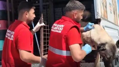 Valilik yazı göndermişti: Sahipsiz hayvanlar toplanmaya başlandı