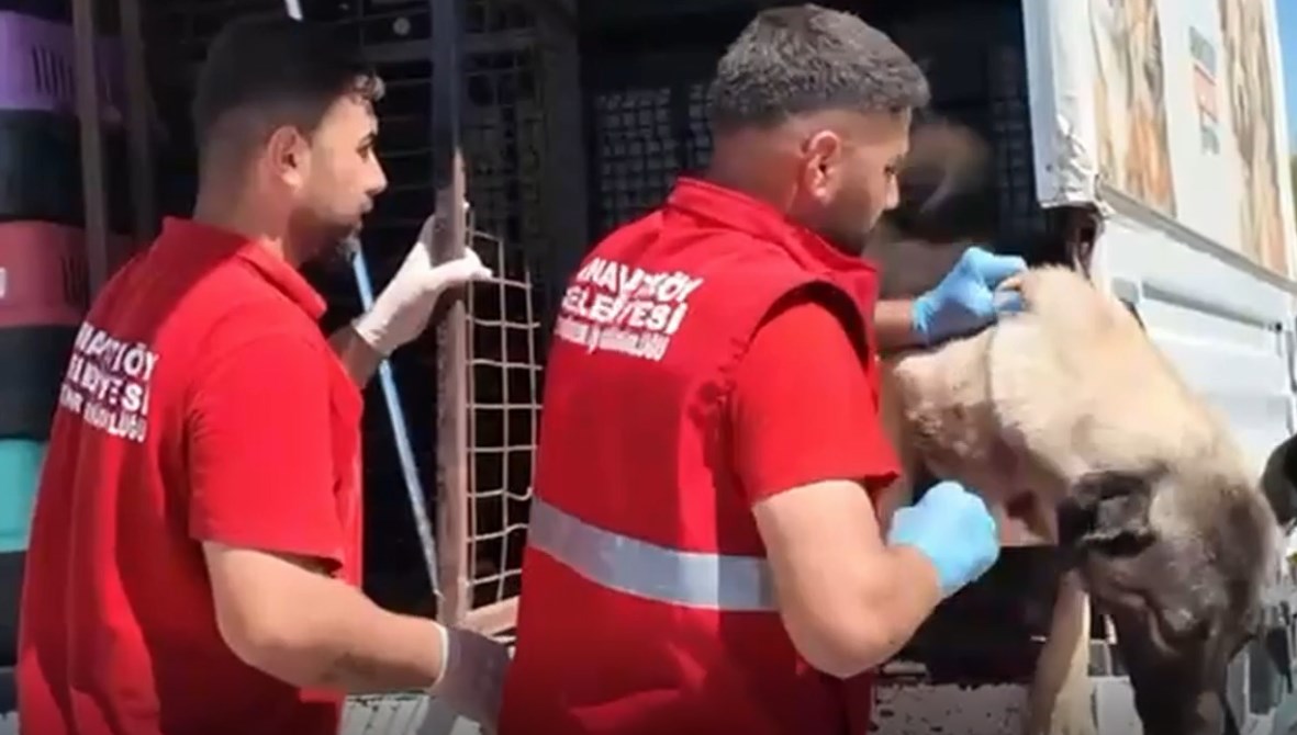 Valilik yazı göndermişti: Sahipsiz hayvanlar toplanmaya başlandı
