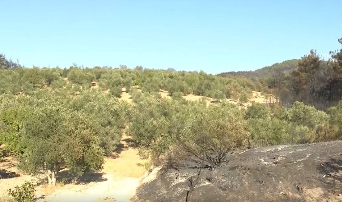 Çanakkale'deki orman yangınında çok