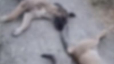 Yüksekova’da hayvanları zehirlediler: 10 köpek, 5 kedi, 3 tilki…