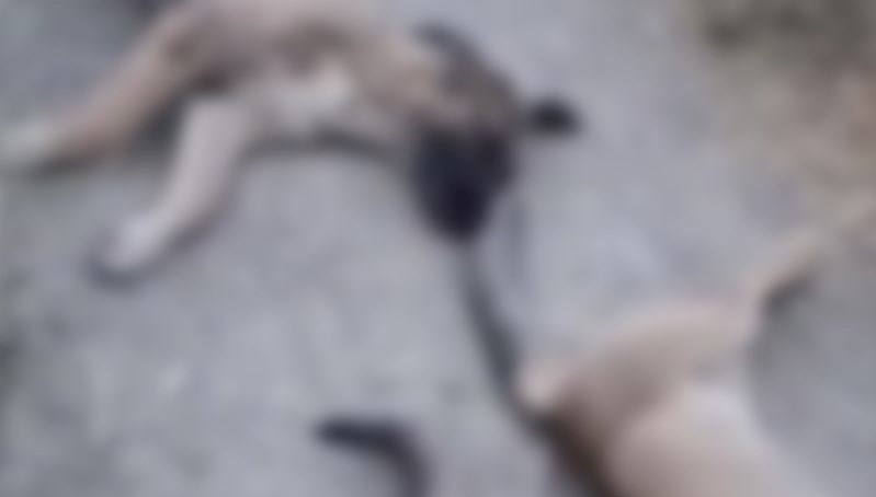 Hakkari'nin Yüksekova ilçesinde 10 köpek,