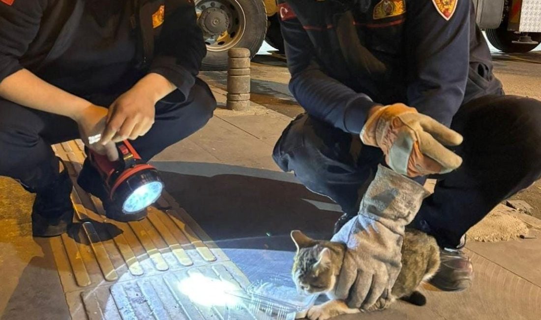 Kilis'in üç gündür ağaçta mahsur