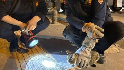 Ağaçta üç gündür mahsur kalan kediyi itfaiye kurtardı