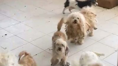 Birebir meskende 20 köpek: 830 bin TL ceza kesildi