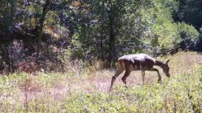 Bolu’da az görülen kızıl geyikler görüntülendi
