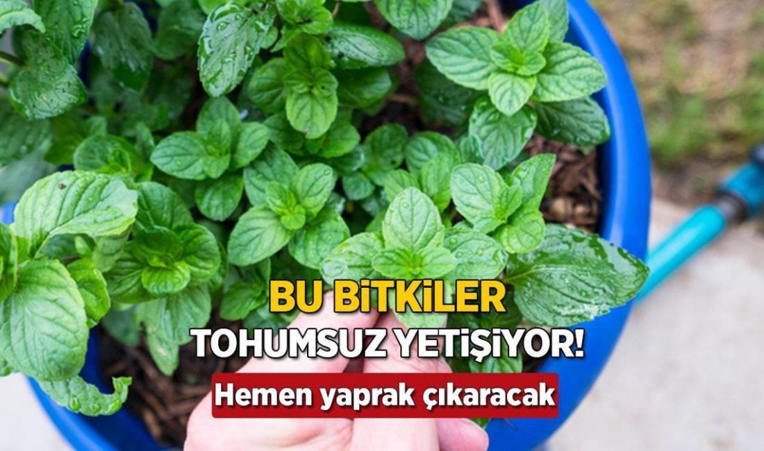 Bahçe işlerine meraklıysanız veya
