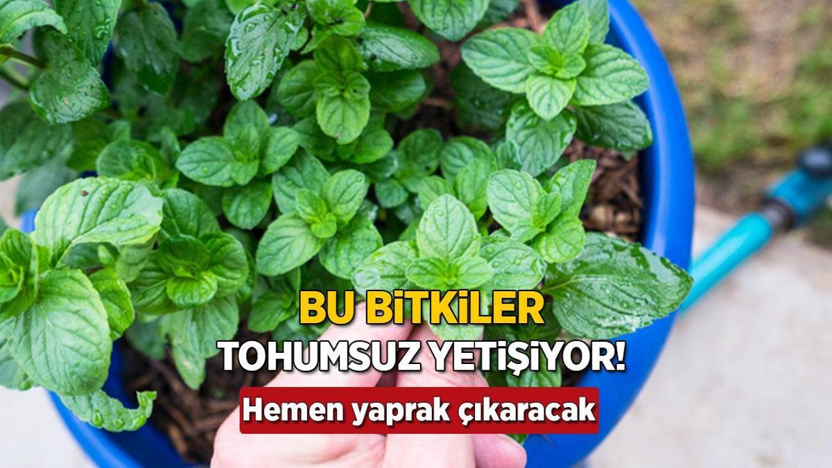 Bu bitkiler tohumsuz yetişiyor, her sofrada var! Bahçeye gerek yok, saksıda tarla bereketi