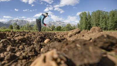 Bugün çiftçilerin hesaplarına 4,5 milyar liralık takviye ödemesi aktarılacak