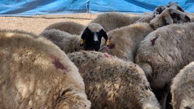 Çobanlar artık altın pahasında: Maaşları 130 bin liraya çıktı