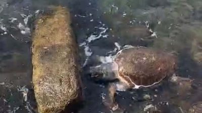 Deniz kaplumbağası ölüsü kıyıya vurdu