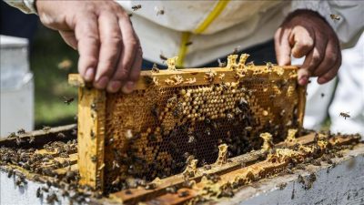 Doğu Karadeniz’den 11 ülkeye bal ihraç edildi