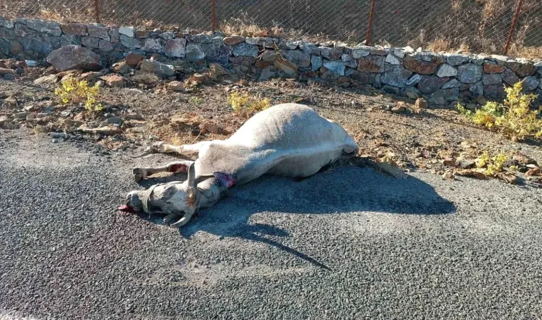 Elazığ'da karşıdan gelen at