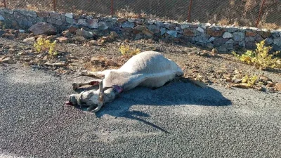 Elazığ’da Karşıdan Gelen Atla Otomobil Çarpıştı, Maddi Hasar ve Hayvan Telef Edildi