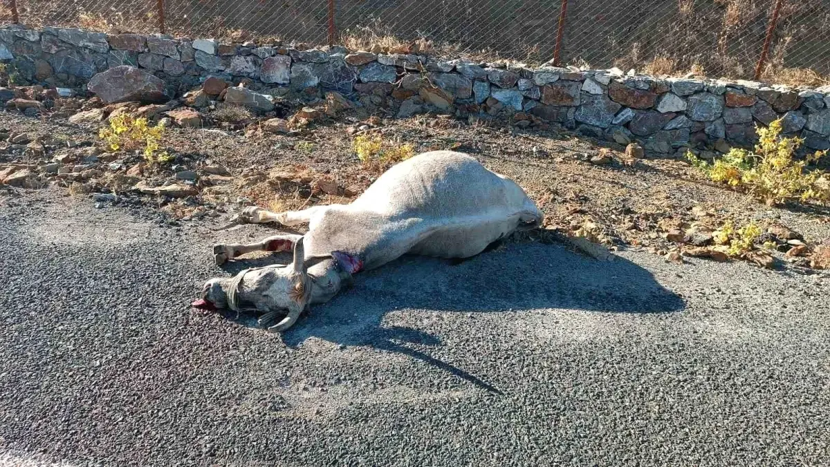 Elazığ’da Karşıdan Gelen Atla Otomobil Çarpıştı, Maddi Hasar ve Hayvan Telef Edildi