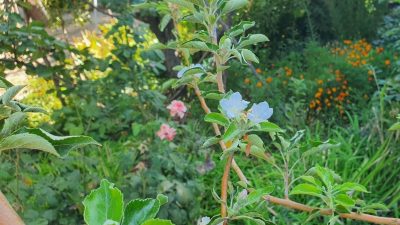 Elma ağacı sonbaharda çiçek açtı