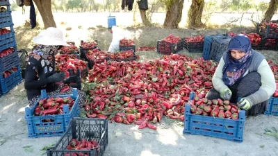 Erzincan’da Kadın Emekleriyle Yüksek Verimlilik Hedefi Gerçekleşti