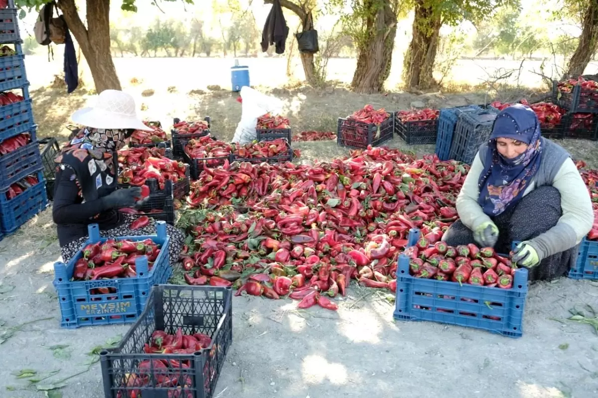 Erzincan’da Kadın Emekleriyle Yüksek Verimlilik Hedefi Gerçekleşti