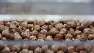 Fındık hasadı bitti: Sıra kırma ve kavurma işinde