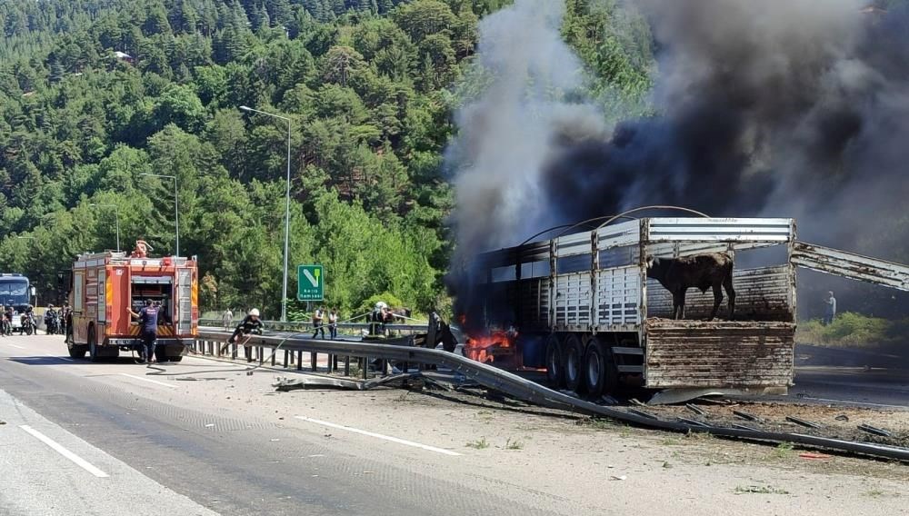 Adana'da büyükbaş hayvan yüklü