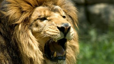 Hayvanat bahçesinde feci mevt: Aslanların saldırısına uğradı