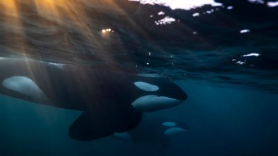 İspanya kıyılarında alarm: İki dakika ortayla katil balina saldırdı