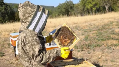 İstanbul’dan Kastamonu’ya Uzanan Arıcılık Tutkusu: Emine Eymür’ün Hikayesi