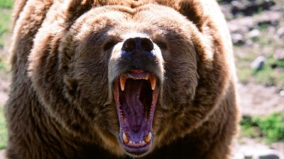 Japonya’da ayı tehlikesi: Kentlerde tüfek kullanımına müsaade çıktı