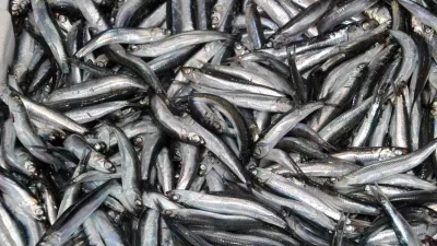 Karadeniz’de Balıkçılık Sezonunda Palamut ve Hamsi Farklılığı