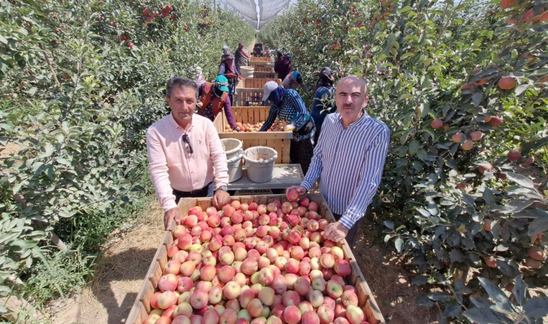 Karaman'da elma hasadı bu