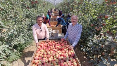 Karaman’da zirai don tesiri: Elma hasadı buruk başladı