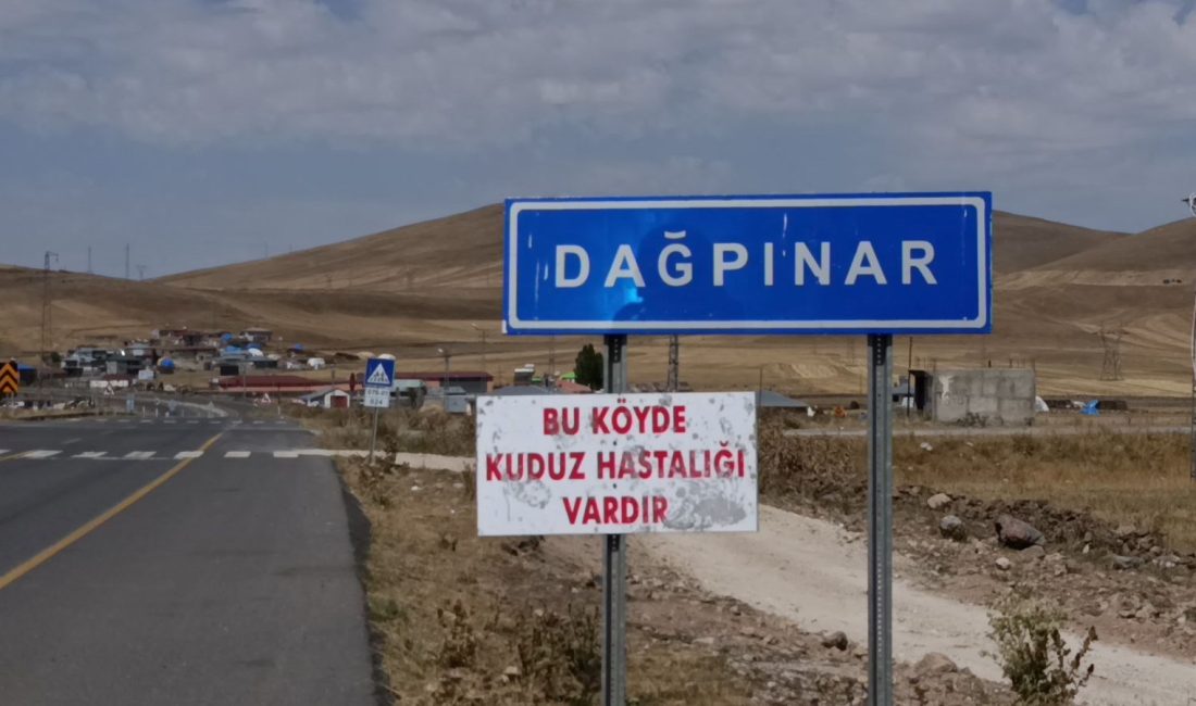 Kars'ta tilki ile köpeğin