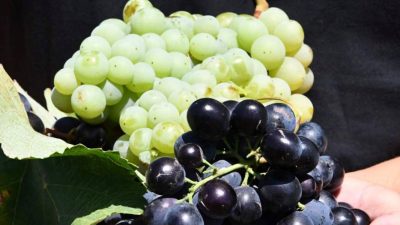 Kuraklık bu yıl üzümü de vurdu