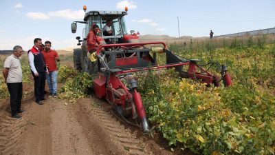 Kuru fasulyenin hasadına başlandı