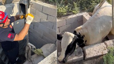 Kuyuya düşen boğa için itfaiye seferber oldu