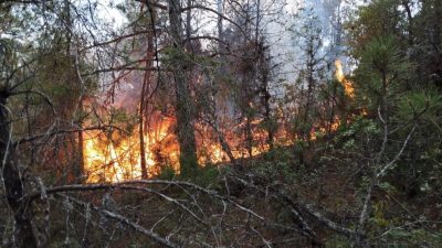Osmaniye’de orman yangını