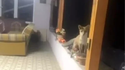 Saray’da İlginç Bir An: Tilkiyle Samimi Diyaloglar