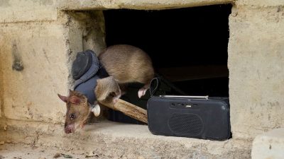 Sarsıntıdan mayın tarlasına: Kahraman sıçan ordusu hayat kurtarıyor