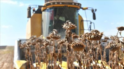 Türkiye’nin en büyük tarım işletmesinde ayçiçeği hasadı yapılıyor