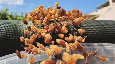 Türkiye’nin kuru üzüm ihracatı 546,5 milyon dolarla rekor kırdı