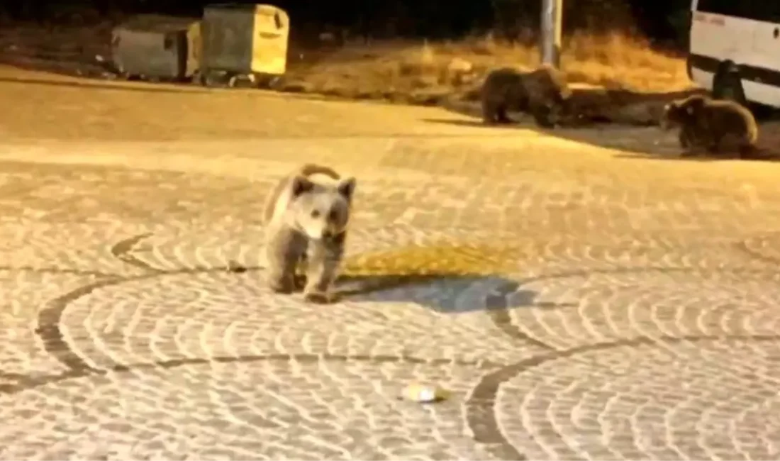 Uludağ'da ayı ile karşılaşmanın