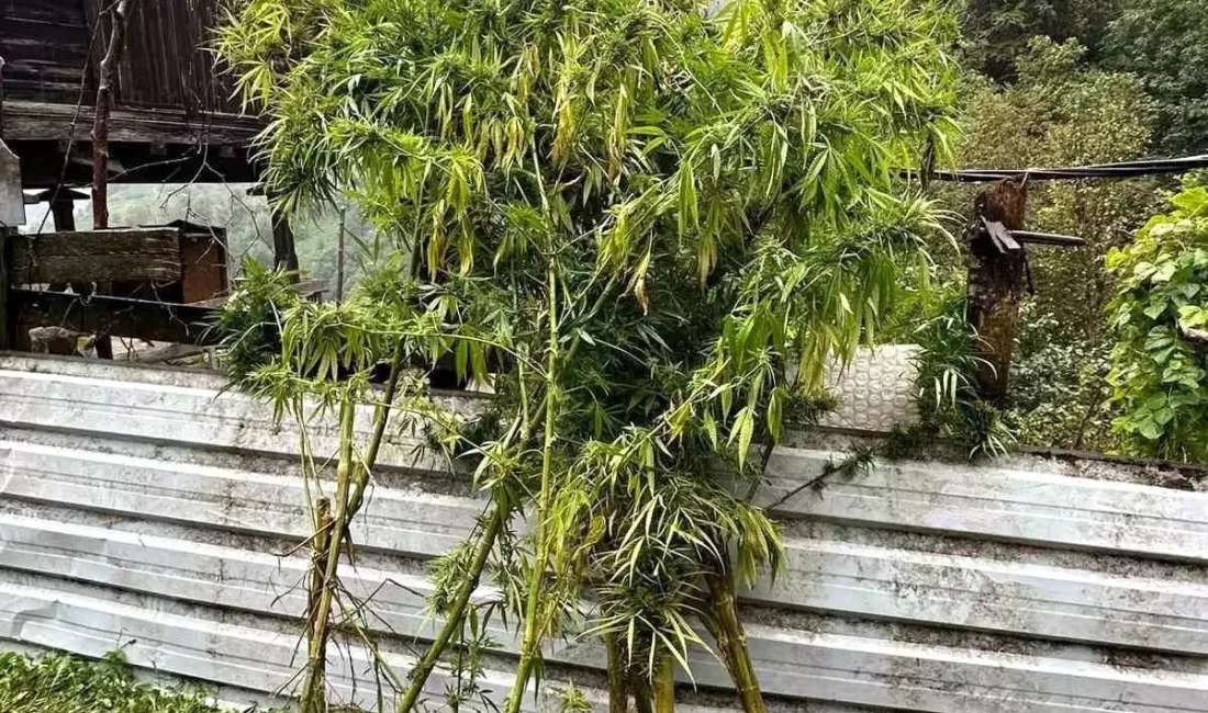 Artvin Borçka'da gerçekleştirilen uyuşturucu